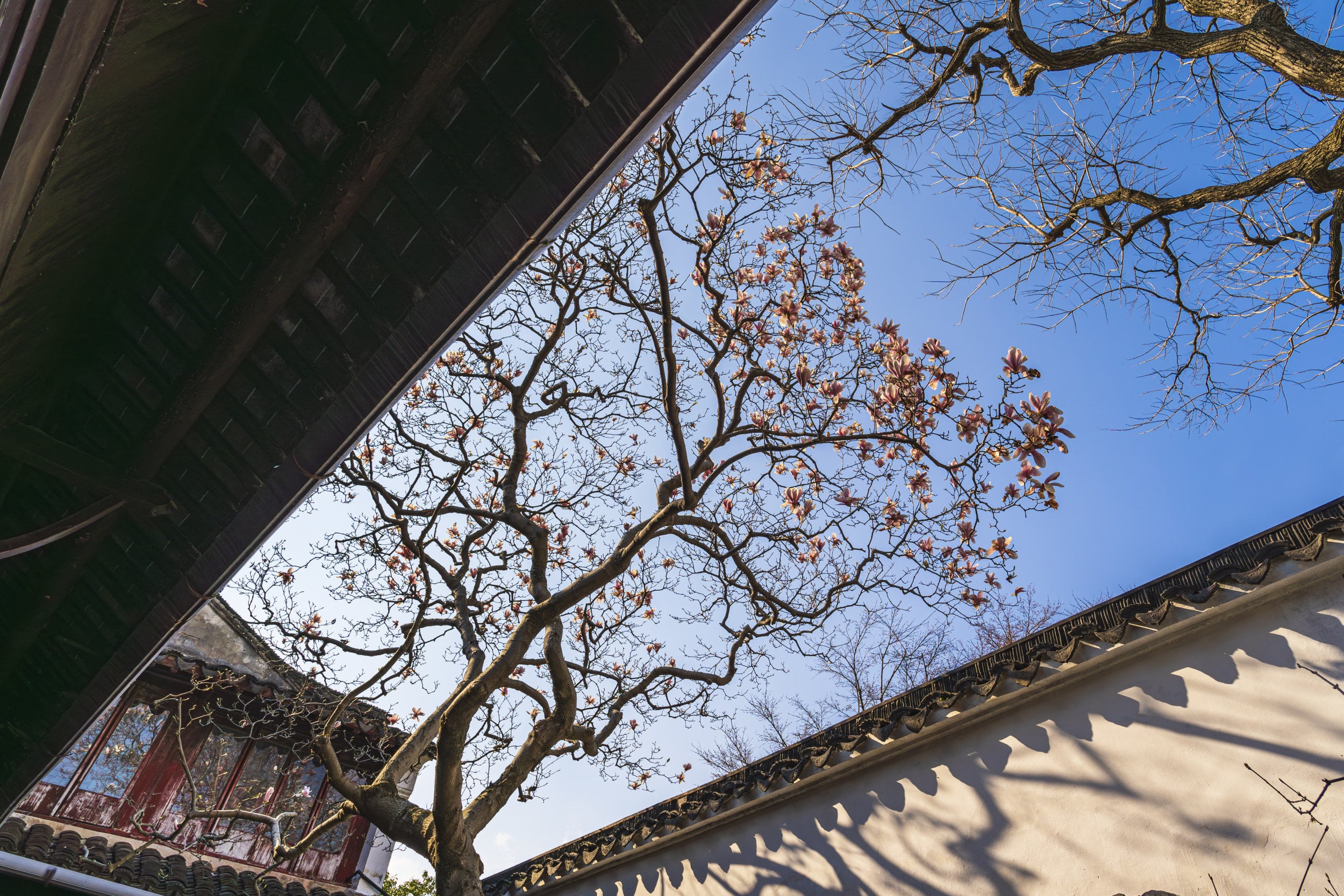 Garden rooflines and a tree viewed from a covered passage at the Master of the Nets Garden in Suzhou.