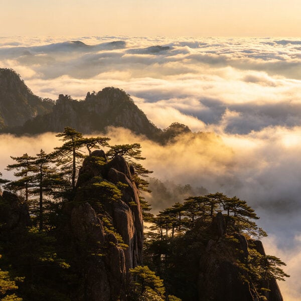 Granite peaks and pine trees above a sea of clouds on Yellow Mountain in Huangshan