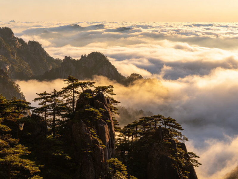 Granite peaks and pine trees above a sea of clouds on Yellow Mountain in Huangshan