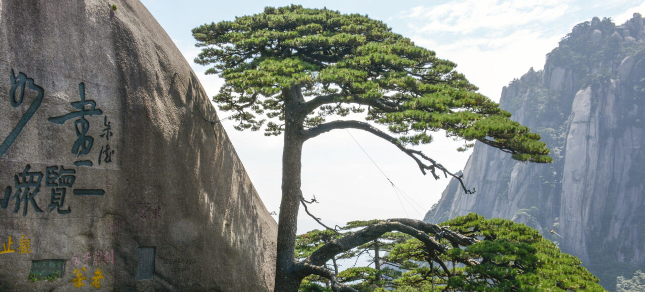 The Guest-Greeting Pine on Huangshan Mountain in Anhui