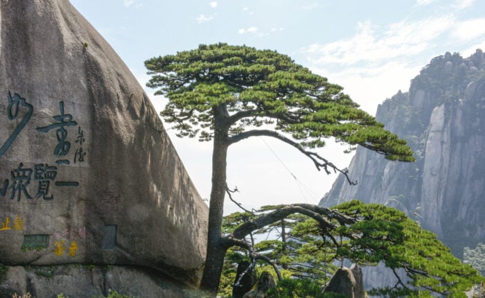 The Guest-Greeting Pine on Huangshan Mountain in Anhui