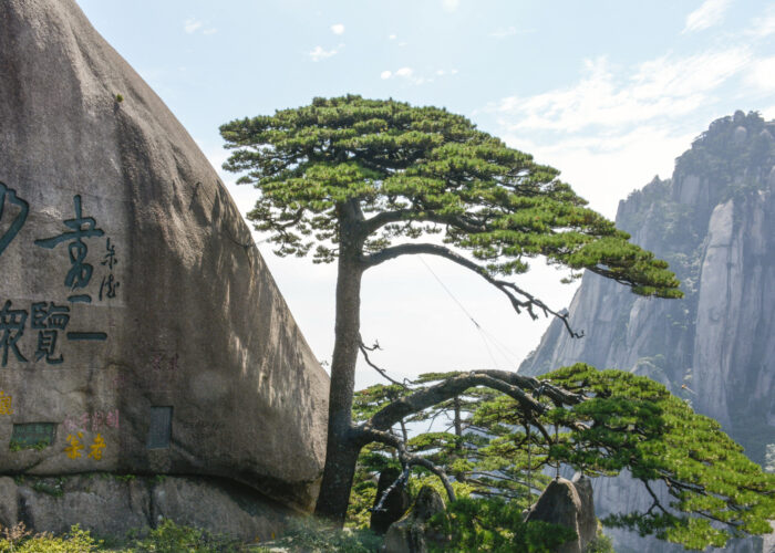 The Guest-Greeting Pine on Huangshan Mountain in Anhui