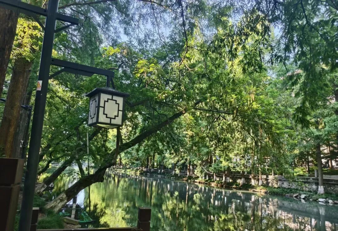 A riverside lamp and leafy trees beside the Donghe River in Hangzhou